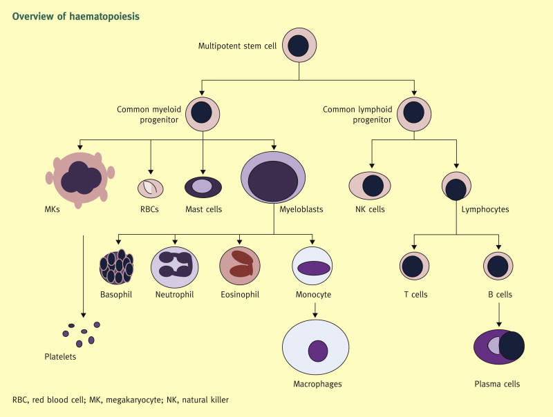 Overview of haematopoiesis