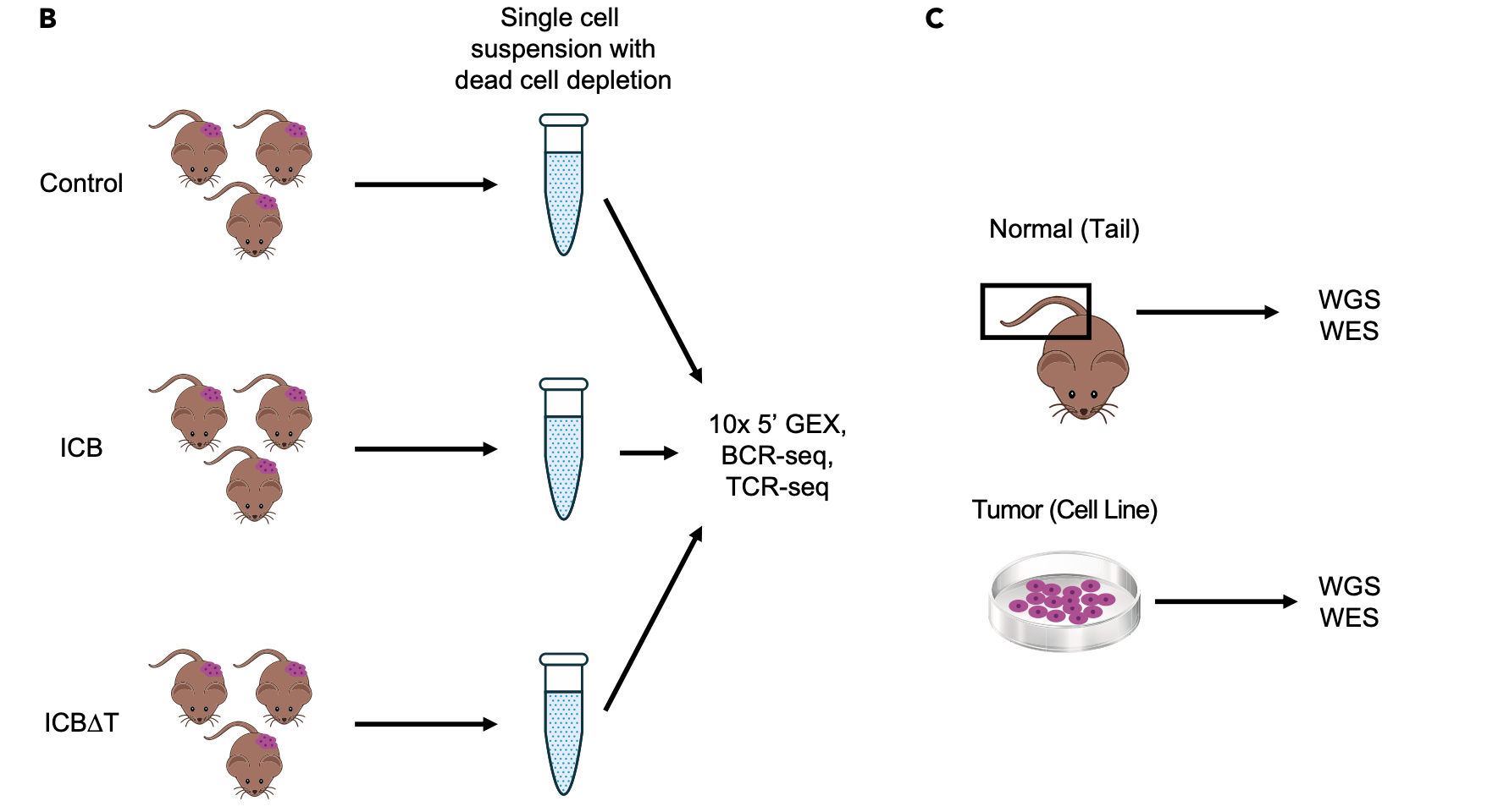 MCBC6-data-generation