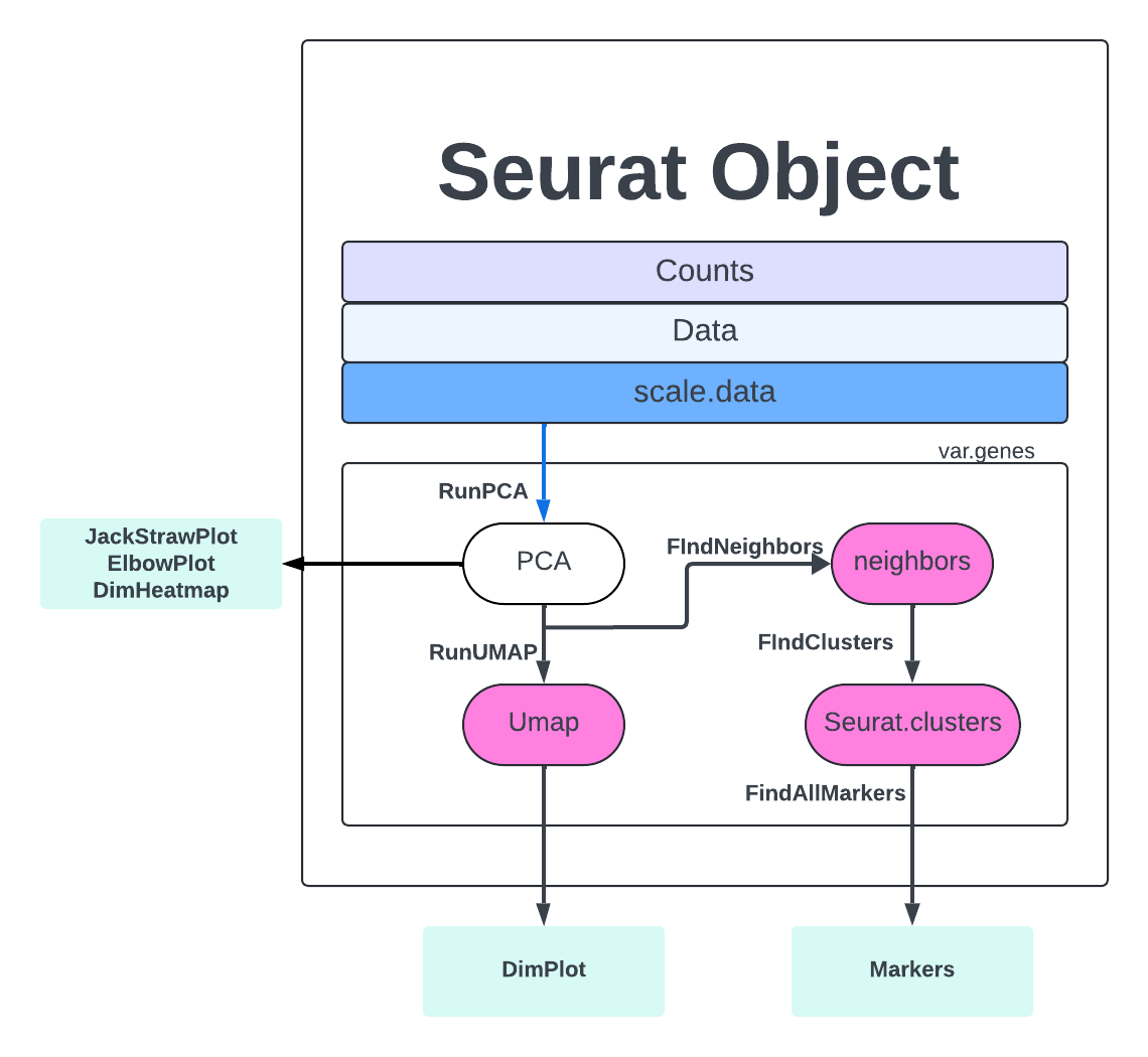 Seurat FindVariableFeatures
